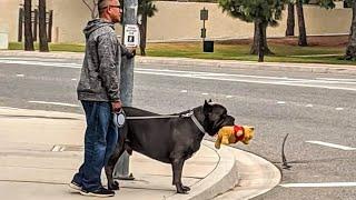 Compilación De Los Momentos Más Divertidos Entre Perros y Dueños del Año 