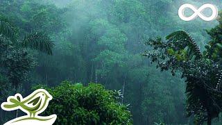 No Worries Soft Rain Sounds with Relaxing Music for Sleep & Meditation