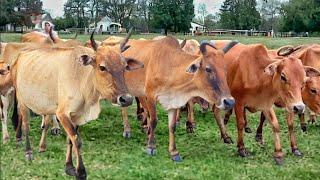 Suara sapi lembu moo berkeliaran di ladang memanggil kawan untuk pulang ke kandang - Bunyi sapi lucu