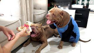 Lucu Banget  HEWIE PITBULL Pelakunya Cocon Yang Kena Marah  #hewiepitbull