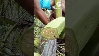 MAKING COCONUT WINE #NATIVE WINE