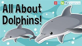 All About Dolphins