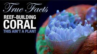 True Facts Reef Coral is a Crazy Animal