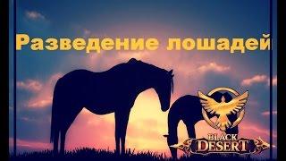 Black Desert Online Разведение лошадей