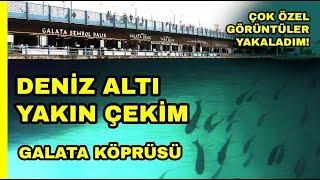 GALATA KÖPRÜSÜ DİPTEKİ BALIKLARIN YAKIN ÇEKİMİ  Galata Bridge Under the Sea Zoom Background