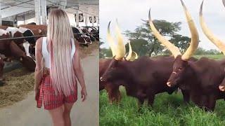 Girl Cow Meeting Ankole cows Longest Horns