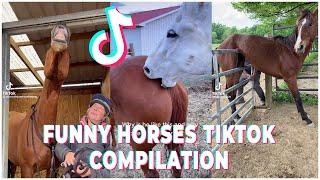 Funny Horse Tik Tok Videos That Went Viral - Horse Tik Tok