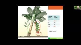 Dr. Rony Swennen Going bananas with bananas Breeding a sterile crop for African Smallholders