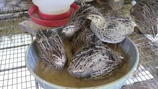 What is the Proper Japanese Quail Breeding Ratio