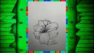 EKT - Karakalem Zambak Çiçeği Çizimi  Çiçek Çizimleri #1