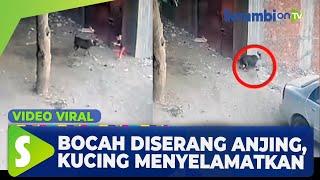 VIRAL Video Bocah Diserang Anjing Kucing Pemberani Datang Menyelamatkan