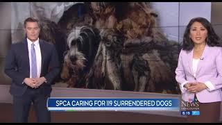 SPCA caring for 119 surrendered dogs