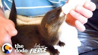 Watch This Fuzzy Baby Otter Swim for the First Time  The Dodo Little But Fierce