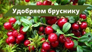 КИСЛАЯ ПОЧВА ДЛЯ ЛЕСНЫХ ЯГОД  Удобрение для брусники и голубики