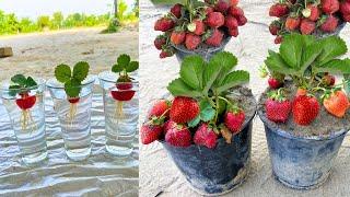 I dont need a Garden To Grow Strawberries Plants From Strawberries Fruit With three Glass of Water