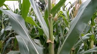 TANTE WIKWIK DI LADANG JAGUNG NGGAK TAKUT GATAL RUMPUT TETANGGA LEBIH HIJAU DARIPADA RUMPUT SENDIRI