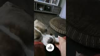 SUPER CUTE AMERICAN BULLY DOG NEEDS AFFECTION  #Dog #shorts