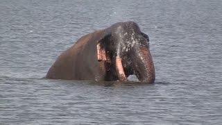 Huge elephant bathing at the Minneriya national park 