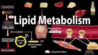 Lipid Fat Metabolism Overview Animation