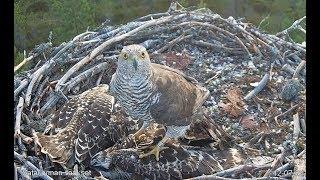 **** USE EXTREME CAUTION **** Goshawk attacks & kills 3 Osprey chicks in Finland 2019 07 12 05 07