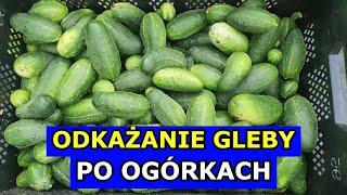 Odkażanie Gleby po Ogórkach Kluczowe czy Mało Znaczące. Mączniak rzekomy. Uprawa Ogórków gruntowych.