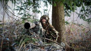 Tarnen täuschen  schießen ️  Wildtierfotografie 