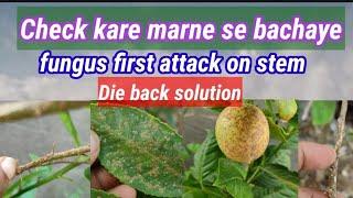 How to remove stem fungus on lemon plant #dieback  Dry brown spot fungus