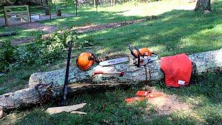 Felling a Sick Birch Tree