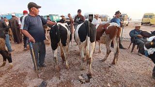 عجول وعجلات  التربية مع الاتمنة   سلالات متنوعه وجديده مباشرة من سوق فاس المغربية  البرطاج