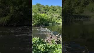 Рыбалка на реке Калитве  Искали голавля а попали на щуку 11.05.2024г