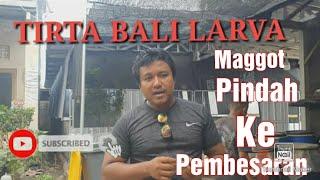 Pemindahan Babby Maggot ke Biopon Pembesaran