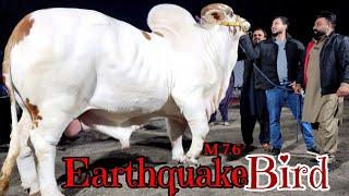 Biggest Brahman Bull Unloading At Farrukh Cattle Farm - Bakra Eid 2024 - Kheera Collection 2024