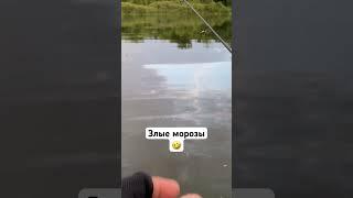 #256 #мормышинг  Злые морозы июньским вечером 