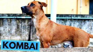 Kombai Dog Breed - TOP 10 Interesting Facts