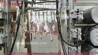 Vertical poultry  plucking machine for chicken slaughter house