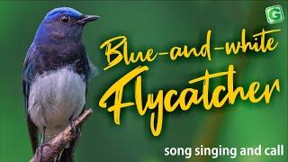 Blue-and-white Flycatcher Nature Bird Sounds for Relax