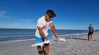 ho pescato uno squalo con gli shrimp o gamberishark pesca a fondo dalla spiaggiabeach fishing