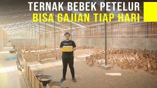 Ternak Bebek Petelur Kering Intensif Perawatan Mudah Hasilkan Telur Lebih Banyak & Untung Tiap Hari