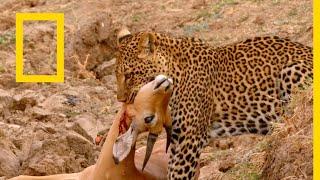 حيوانات أفريقيا المفترسة الضبع المفقود  ناشونال جيوغرافيك أبوظبي