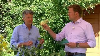 Dr. Markus Strauß beim SWR Fernsehen am 2.7.2019 Lindenblüten Mädesüß und Labkräuter