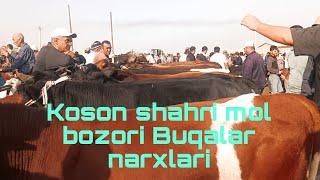 Qashqadaryo viloyati Koson tumani Koson shahri mol bozori Buqalar narxlari 10.09.2023