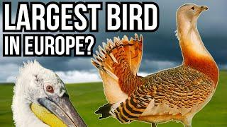 7 Of The Largest Birds In Europe - Giant European Birds