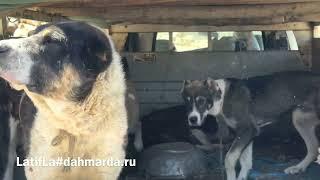 Овцы гузнской породы и аборигенные САО Таджикистана саги дахмарда Акаи Назима из Гузна