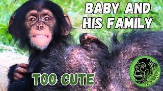 This Baby Chimpanzee is Too Cute  Chester Zoo