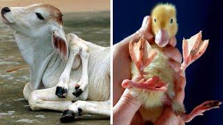 15 Most Shocking Real MUTATIONS In ANIMALS