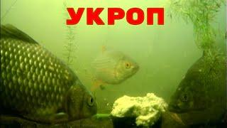 Свежий Укроп ТВОРИТ ЧУДЕСА Супер насадка на ВСЮ мирную рыбу Подводная съемка