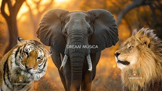 Wild Animal Sounds In Peaceful Elephant Tiger Lion Rhino  Music For Relax