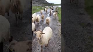 Sheep Sound   SHEEP #shorts