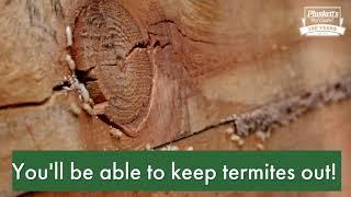 How Did I Get Termites?