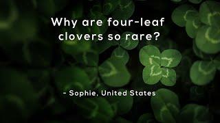 Why are four-leaf clovers so rare?